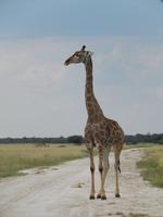Giraffen im Etosha Nationalpark