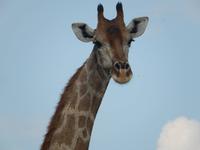 Giraffen im Etosha Nationalpark
