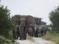Elefanten im Etosha Nationalpark