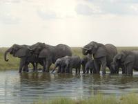 Elefanten im Etosha Nationalpark