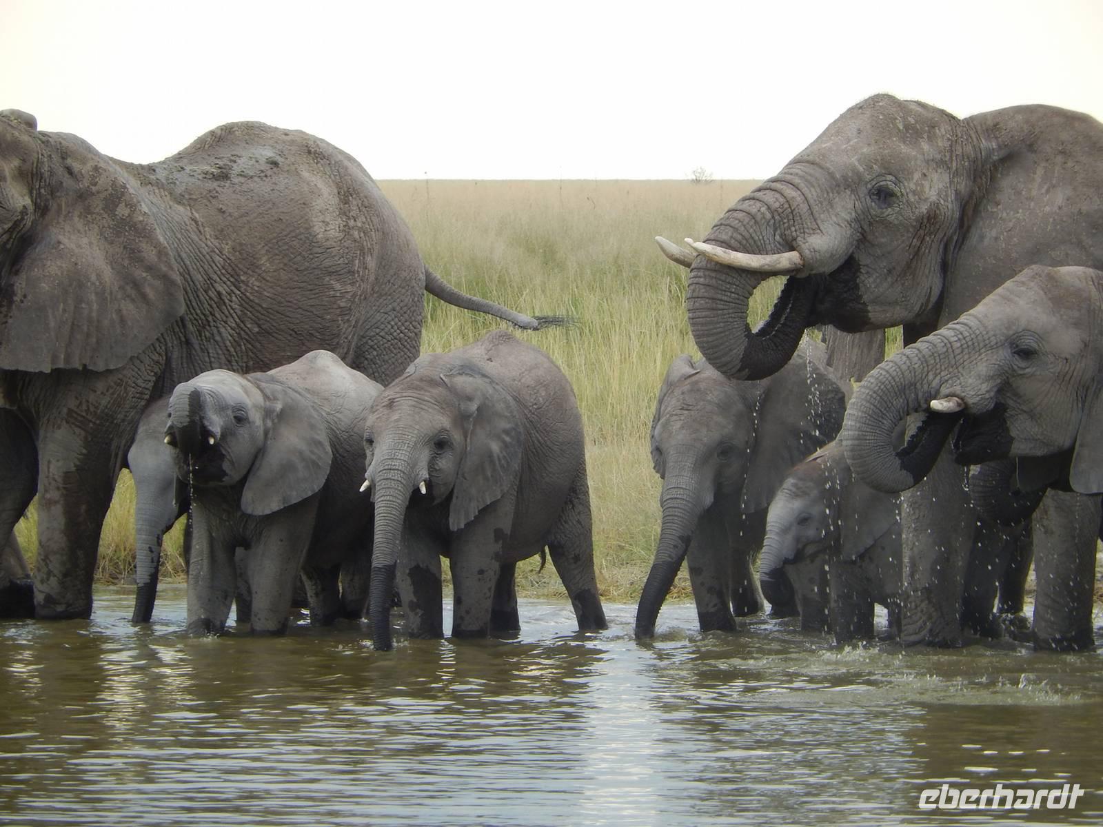 Elefanten im Etosha Nationalpark
