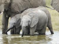 Elefanten im Etosha Nationalpark