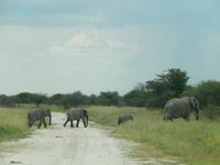 Elefanten im Etosha Nationalpark