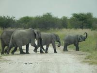 Elefanten im Etosha Nationalpark