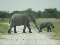 Elefanten im Etosha Nationalpark
