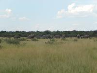 Elefanten im Etosha Nationalpark