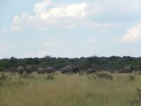 Elefanten im Etosha Nationalpark