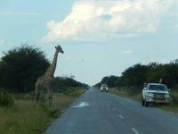 Giraffen im Etosha Nationalpark