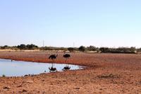 Lapa Lange Lodge - Federvieh, Teil 1