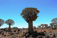 Köcherbaumwald bei Keetmanshoop