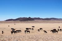 Namib-Wildpferde bei Aus