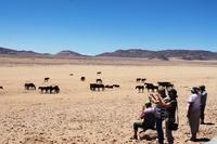 Namib-Wildpferde bei Aus