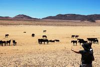 Namib-Wildpferde bei Aus