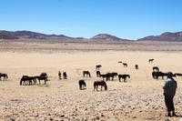 Namib-Wildpferde bei Aus