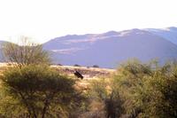 Rundfahrt auf der Farm