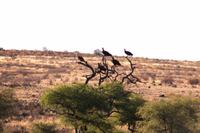 Rundfahrt auf der Farm