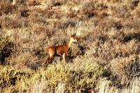 Rundfahrt auf der Farm