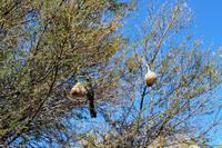 Zebra River Lodge - Graulärmvogel