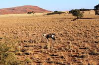 Nationalpark Sossusvlei