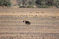 Nationalpark Sossusvlei -  seltene braune Hyäne