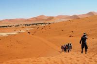 Nationalpark Sossusvlei - Wanderung zum Dead Vlei
