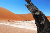 Nationalpark Sossusvlei - Dead Vlei