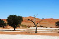 Nationalpark Sossusvlei - Endstation Lehmsenke