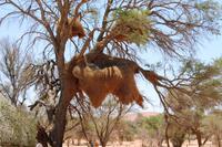 Nationalpark Sossusvlei - Webervogelnest