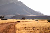 Namibia - seltene Bergzebras