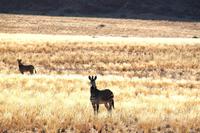 Namibia - seltene Bergzebras