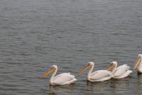 Walvis Bay - Empfangskomiteee