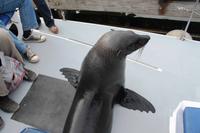 Walvis Bay - Empfangskomitee an Bord