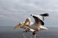 Pelikane Nami und Bia