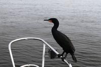 Gestatten, Mr. Komoran