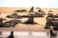 Walvis Bay - Ohrenrobben