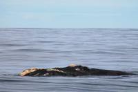 Walvis Bay - Southern Right Wale