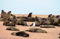 Walvis Bay - Ohrenrobben