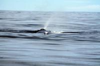 ein Wal muß auch mal Pusten