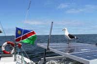 Walvis Bay -  Bühne frei für Manfred Möwe