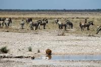 Safari im Etosha - Löwin am Wasserloch