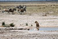 Safari im Etosha - Hunger oder Durst?