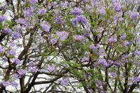 Namibia - Blühender Jacaranda