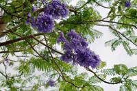 Namibia - Blühender Jacaranda