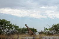 Safari im Etosha - Zaungast