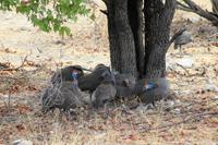 Etosha NP - Perlhühner