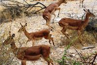 Etosha NP - wirbelnder Impala-Harem