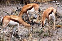 Etosha NP - Springböcke