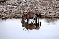 Etosha NP - Oryxe
