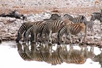 Etosha NP - Zebras