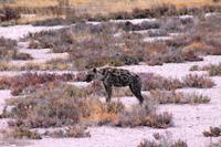 Etosha NP - Tüpfelhyäne